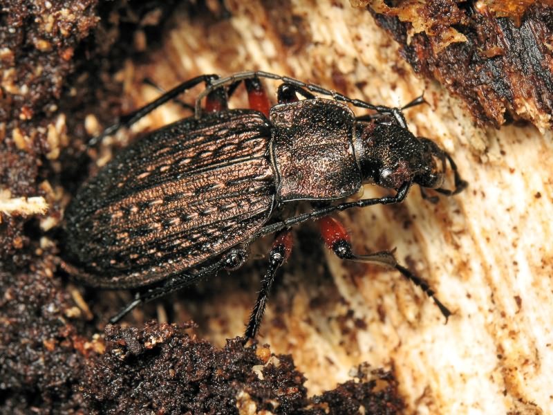 granulatus Linne, 1758